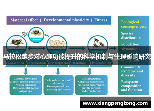 马拉松跑步对心肺功能提升的科学机制与生理影响研究